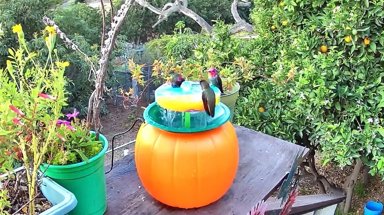 DIY plastic bird waterer with hummingbirds visiting