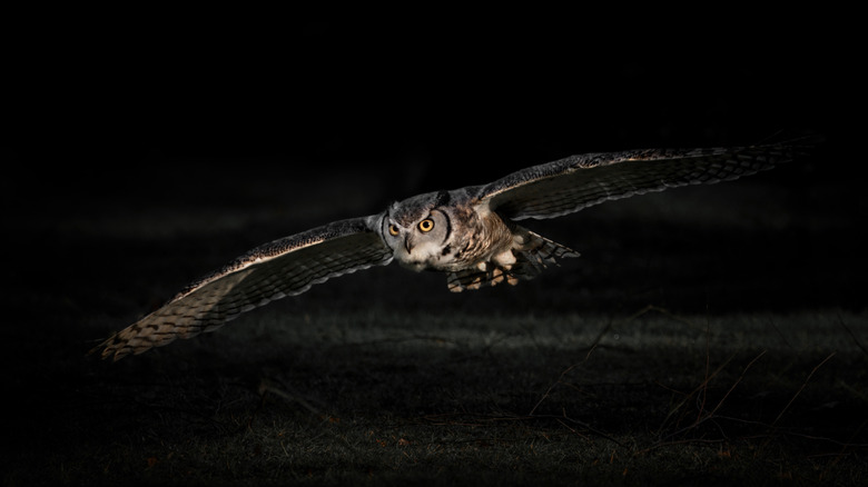 An owl glides gracefully through the air at night.