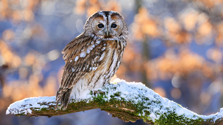 An owl perching in a snowy forest.