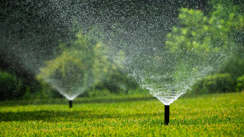 Two in-ground sprinklers going off over thick green grass