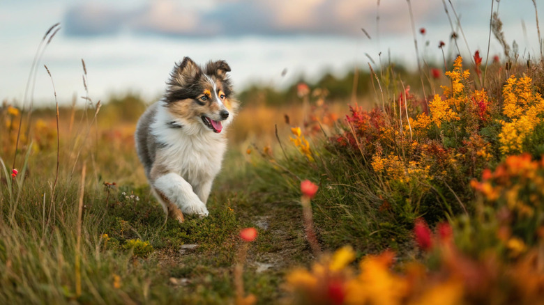 A fluffy dog plying in a grassy and weedy field in autumn