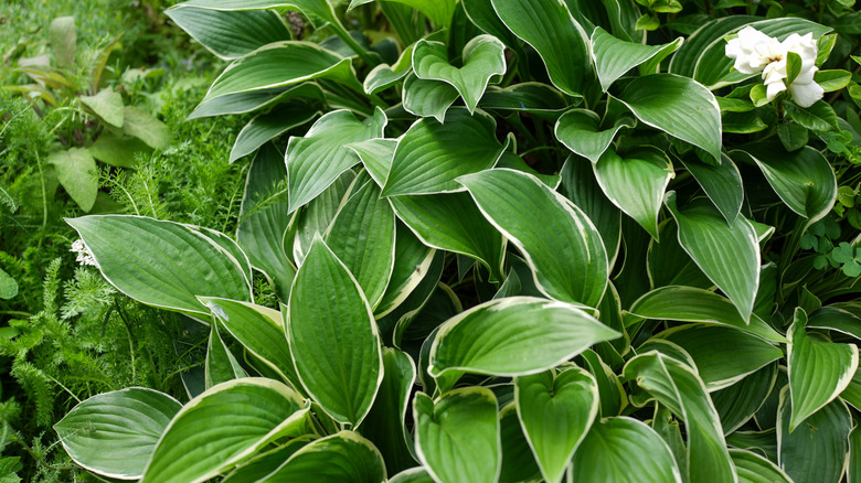 Green and cream hosta leaves