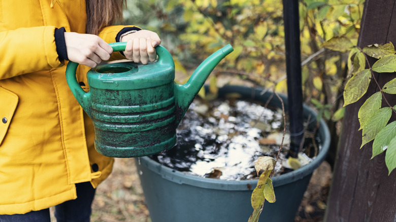 Person watering plants in cool weather