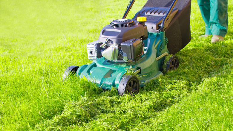 Person mulch mowing with a rear collection bag