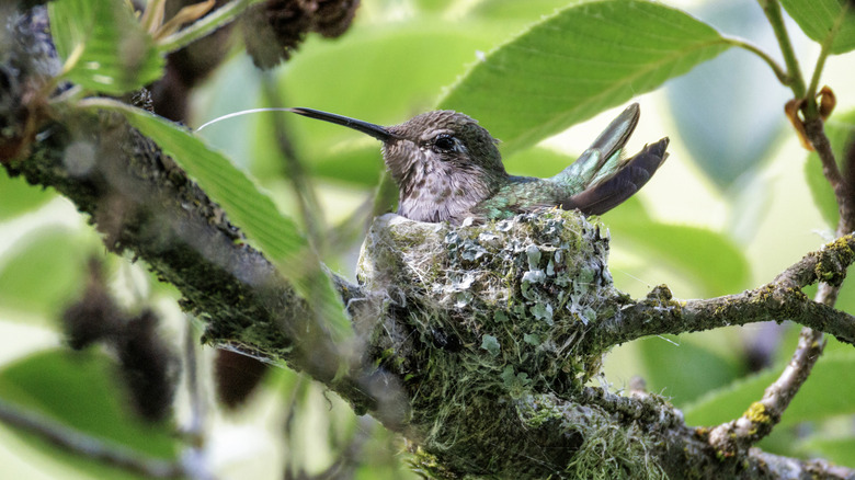 Hummingbird sitting on nest