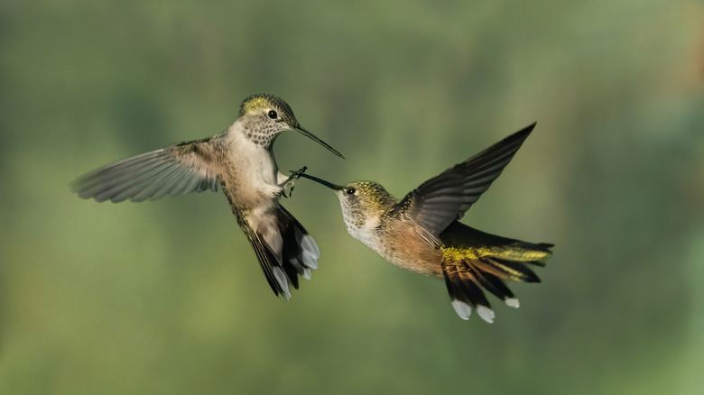 Hummingbirds fighting in mid-air