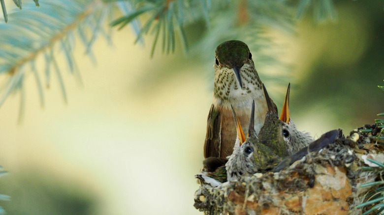 Family of hummingbirds in nest