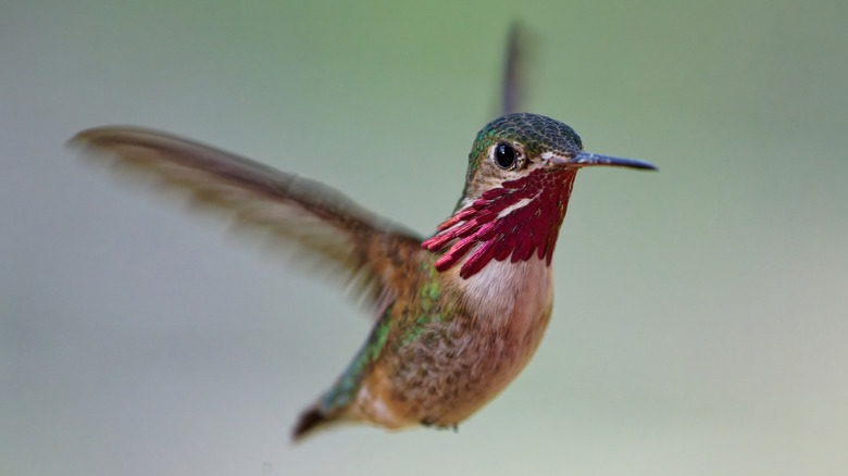 Hummingbird in flight