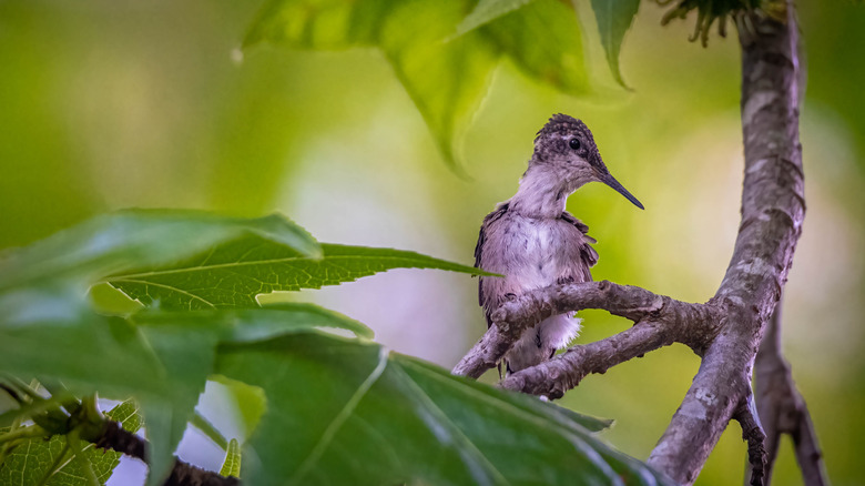 Fledgling hummingbird on a branch