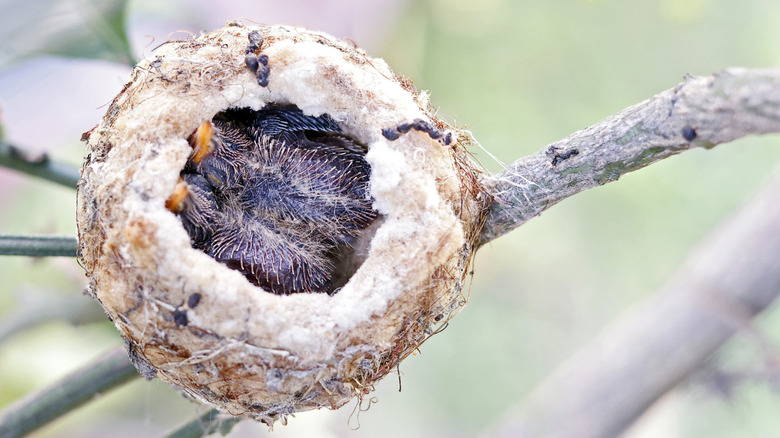 Hummingbird nest with newly hatched chicks