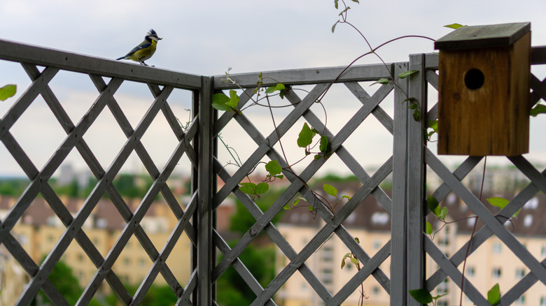 A wooden trellis railing on a balcony, with vines