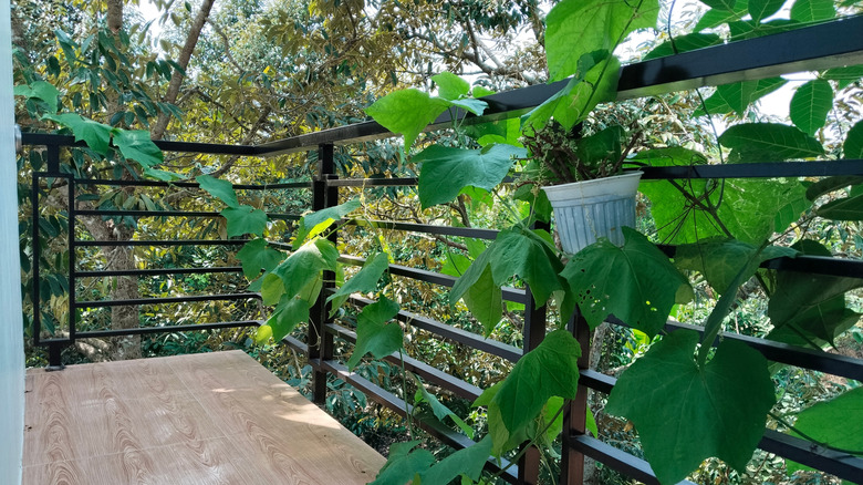 A metal balcony railing with climbing plants