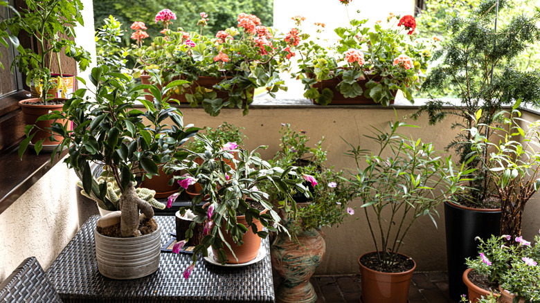 A balcony with lots of potted plants