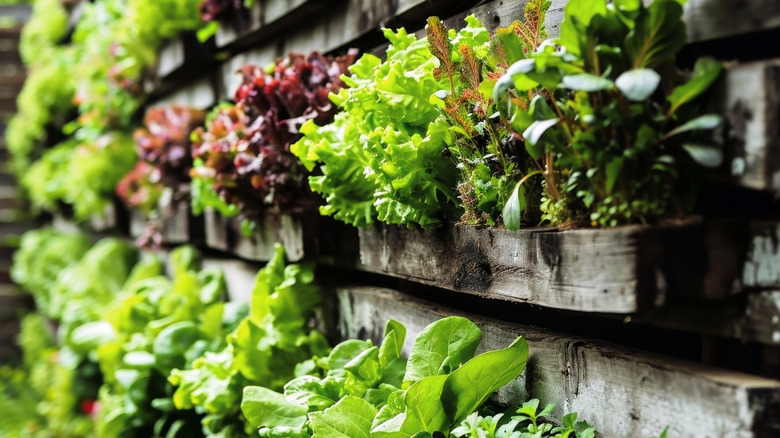 A verdant vertical garden