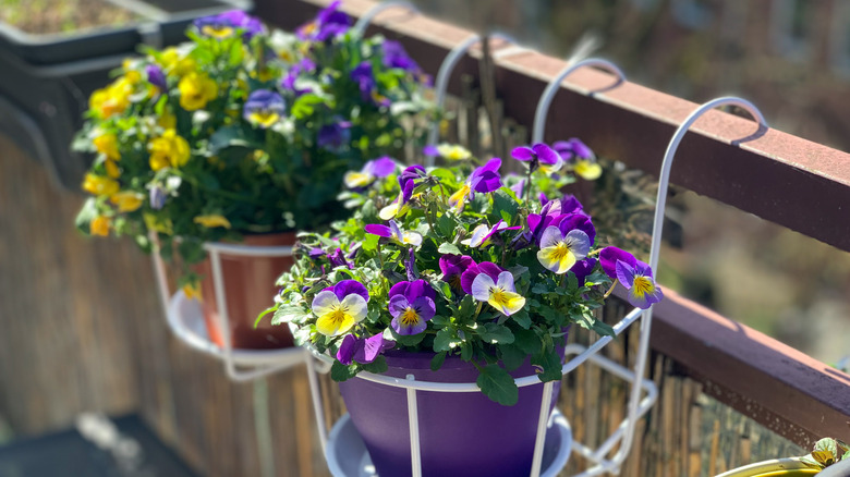 Flower baskets hung from a balcony railing