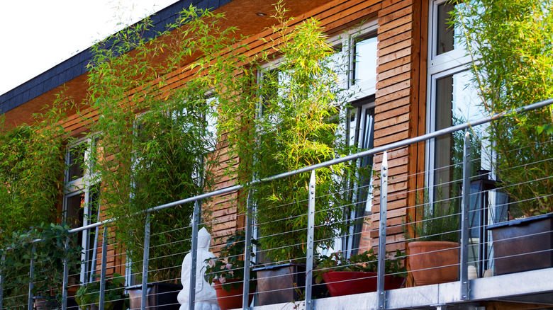 Bamboo plants growing in pots on a balcony