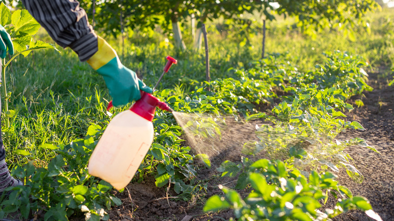 Person spraying garden plants