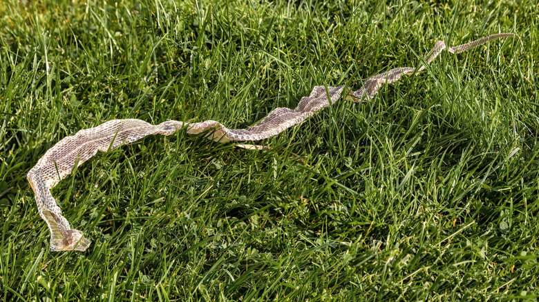 Snake skin in yard