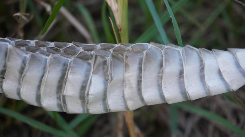 Close-up of shed snake skin