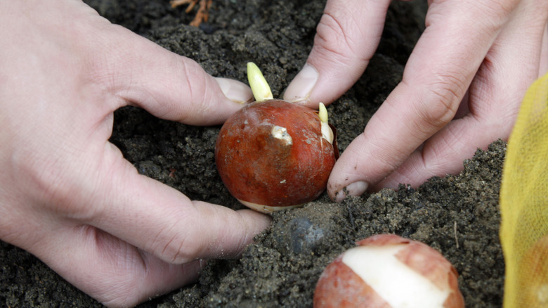 hands planting a tulip bulb in the soil