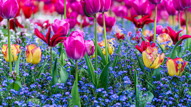 Tulips growing in a garden