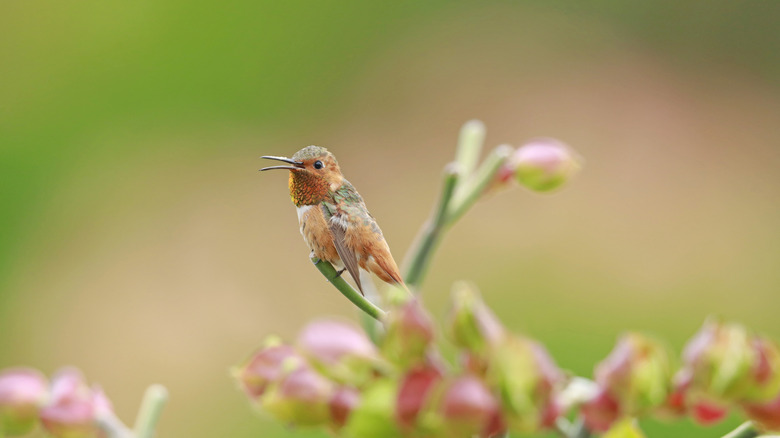 An Allen's hummingbird perched on a plant