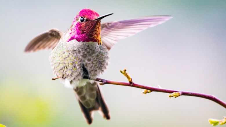 A dazzlingly iridescent male Anna's hummingbird