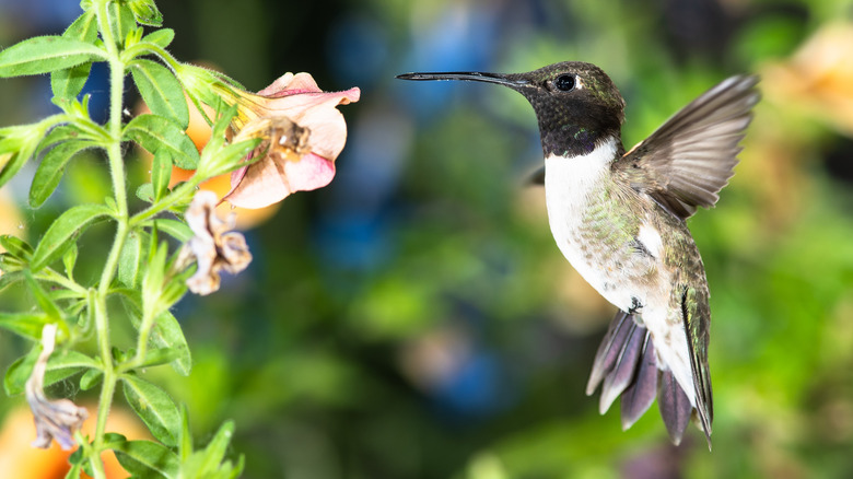 A black-chinned hummingbird hovering