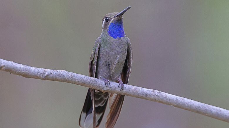 A blue-throated mountain gem perching on a branch