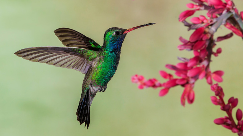 A striking emerald-green broad-billed hummingbird