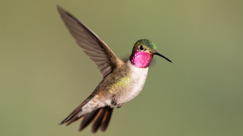 A broad-tailed hummingbird fanning its tail feathers in flight