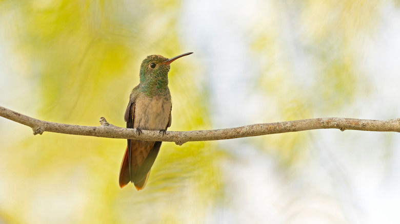 A buff-bellied hummingbird resting on a branch