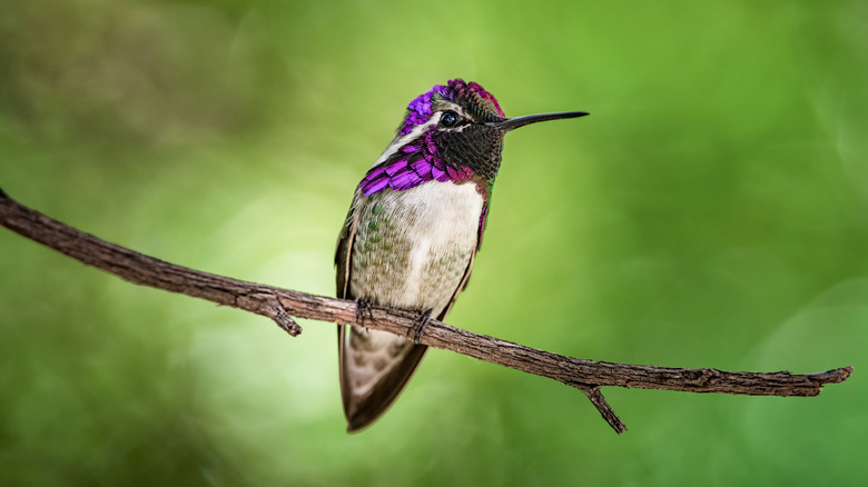 A male Costa's hummingbird perching on a branch