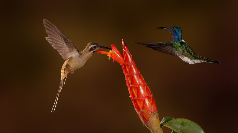 Two different types of hummingbird hovering near a red flower