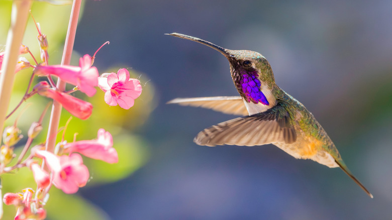 A purple-throated lucifer hummingbird approaching pink flowers