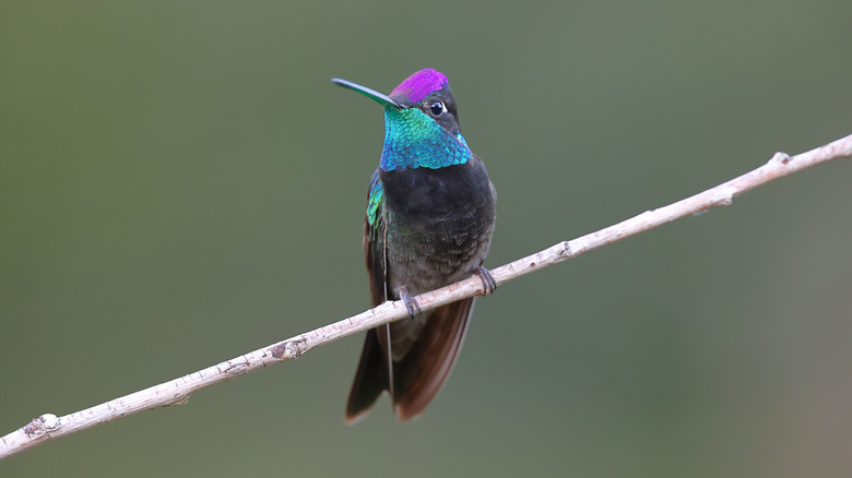 A male Rivoli's hummingbird resting on a branch
