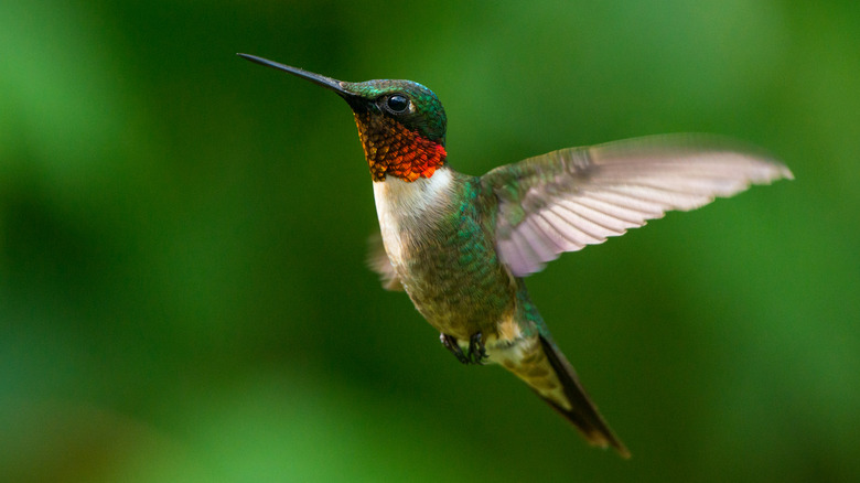 A male ruby-throated hummingbird in flight
