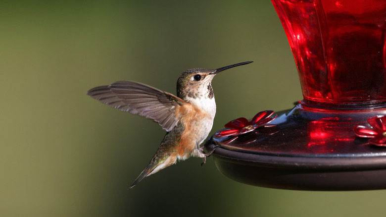 A rufous hummingbird on a garden nectar feeder