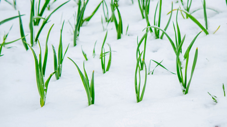 Sprouts growing through the snow