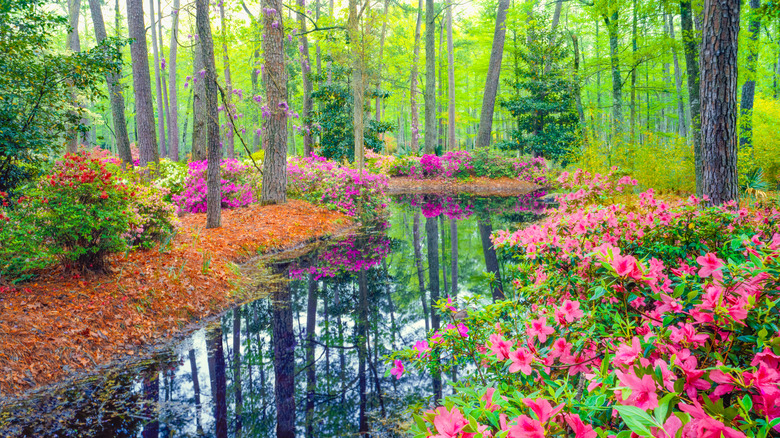 A small river in the woods with vibrant flowers