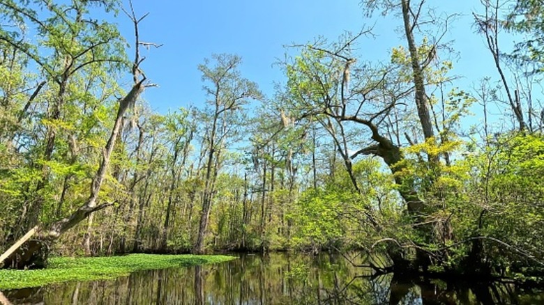 Image of Black River in South Carolina