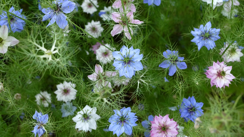 Blue and white nigella flowers