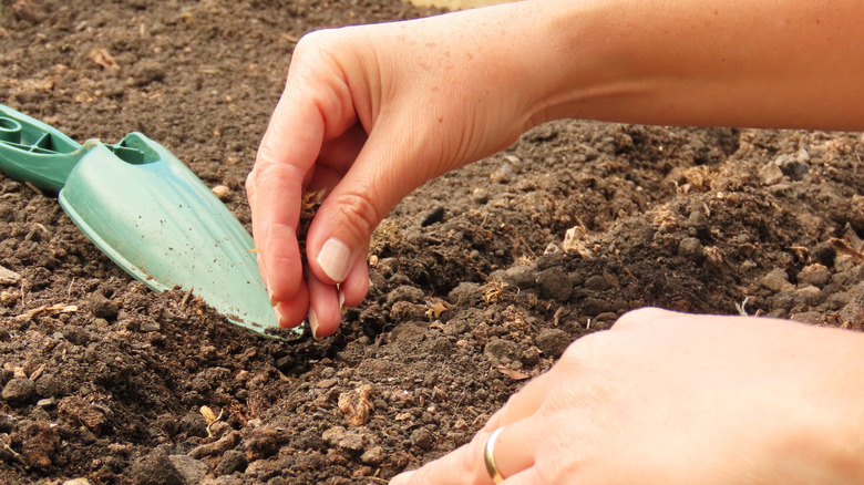 Person dropping seeds into garden soil