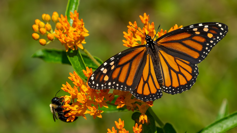 Monarch butterfly and a bee on orange milkweed flowers