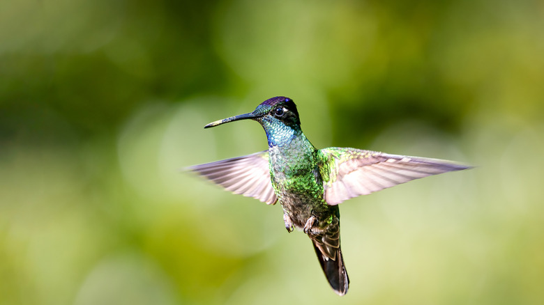 Hummingbird mid-flight