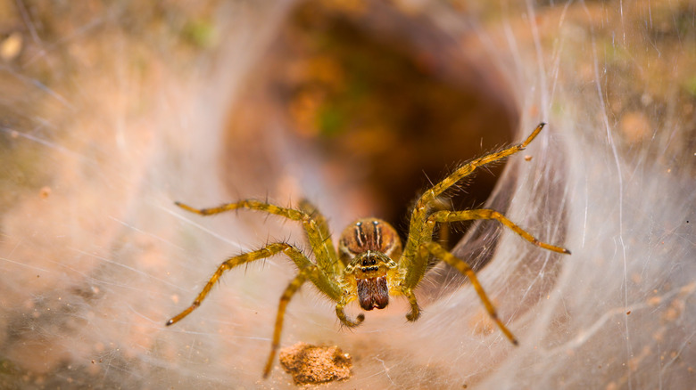 Spider in funnel web