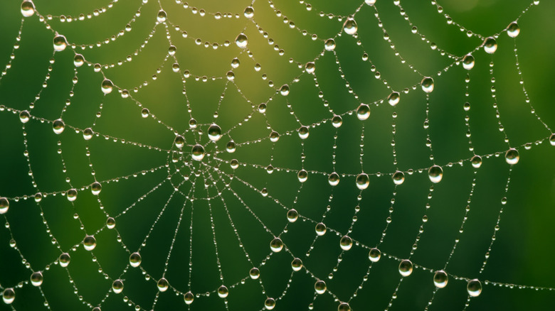Orb spider web with dew drops