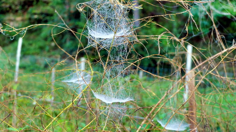 Sheet web spider webs in brush