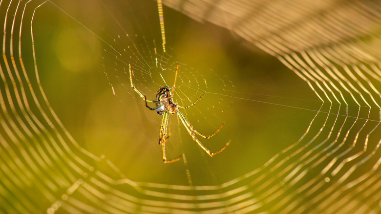 Spider in spiral orb web