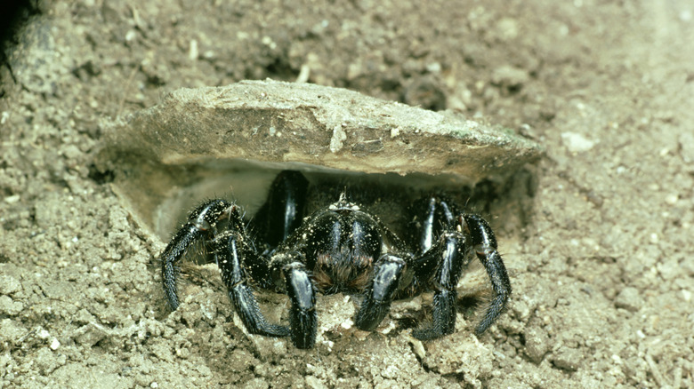 Trapdoor spider opening its web